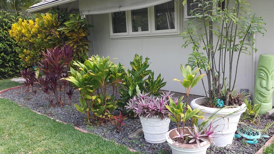 Paradise Palms B & B Kailua Εξωτερικό φωτογραφία